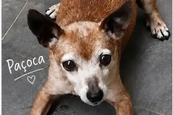 Cachorro perdido, macho, Rua Rodolfo Schult, Taboão da Serra — pequeno e dócil - photo