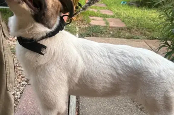 Found pets Irving, photo: Found dog, Forest Circle, 503, Irving — female, white body with brown and black markings