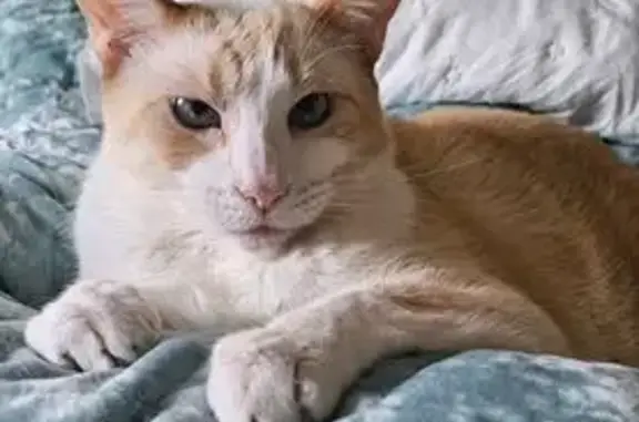 Lost cat, Union Street, 5, Miller Place, Miller Place — male with blue eyes - photo