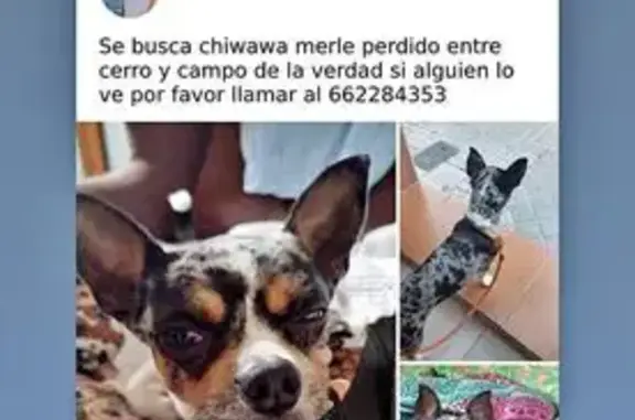 Perro perdido, Calle Punta Umbría, 15, Córdoba, Cordoba — chiwawa merle macho - photo