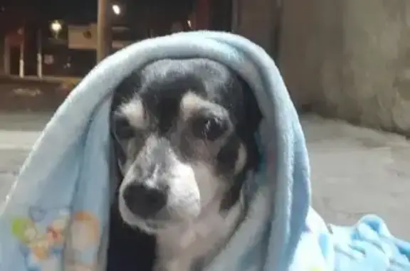 Perdido cachorro macho, Rua Doutor João Alves de Lima, 344 — atende pelo nome de Fubá - photo