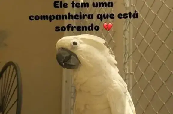 Perdida pássaro, Rua Nova Jers...