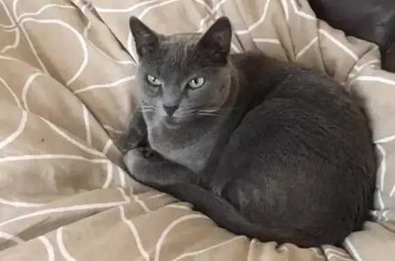 Es gris plata de pelo corto, con los ojos verdes. Es muy mayor, tiene dieciseis años. Artrosis en las patitas de atrás. Por favor, ayudadnos.