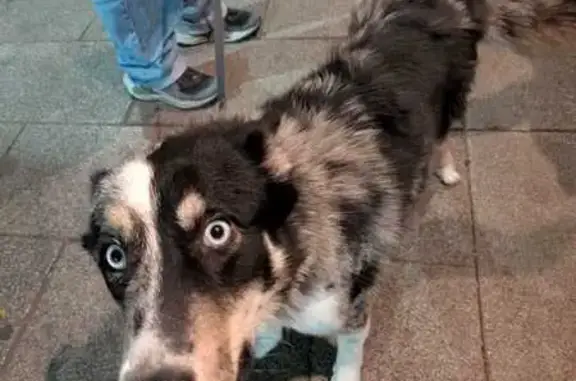 Perro encontrado, hembra, Calle Orizaba, 71, Ciudad de México, Benito Juarez — ojos azules - photo