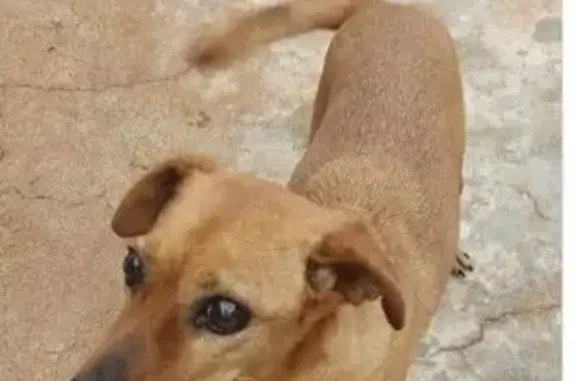 Cachorro perdido, Avenida da Saudade, 47 — pequeno porte e baixa visão - photo