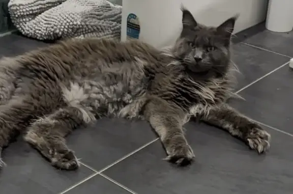 Lost cat, male, Swan Road, Brisbane, Jimboomba — blue Maine Coon - photo