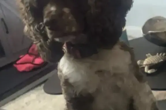 Lost dog, 132nd Avenue, 157-03, Queens — female Cocker Spaniel with white spots - photo