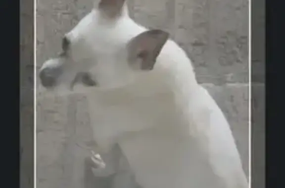Lost male dog, Redmond Chavis Road, 313, Swansea — white apple-head Chihuahua - photo