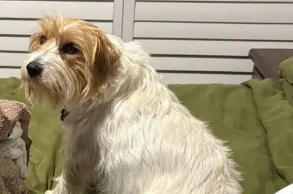 Lost dog, Farm Road, Blue Mountains, Byron Bay — female tan and white Jack Russell - photo