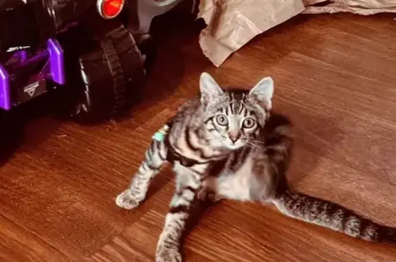 Missing cat Mililani Town, photo: Lost cat, Kahului, Hawaii, Mililani Town — female with black and gray stripes
