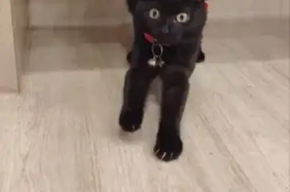 Lost cat, Singapore 270017, Hougang — bent tail tip and white chest spot - photo
