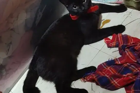Lost cat, Singapore 270017, Hougang — bent tail tip and white chest spot - photo