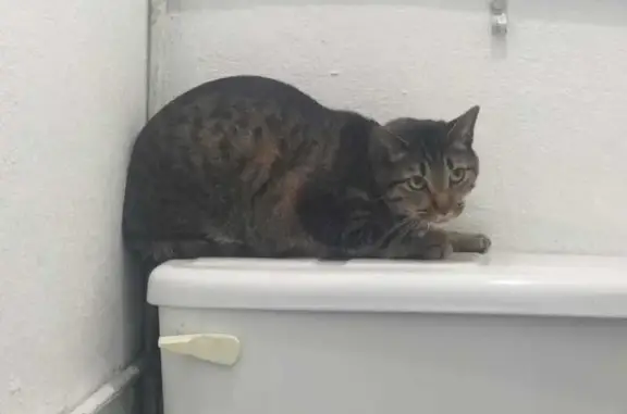 Búsqueda de mascotas, foto: Gato encontrado, La Joaquinita, 204, Ciudad Nezahualcóyotl, Ciudad Nezahualcoyotl — collar morado