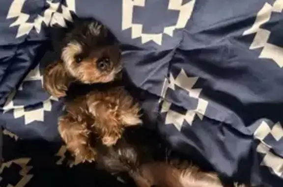 Lost dog, Beaconsfield Street, 19475, Harper Woods, Detroit — male Yorkie - photo