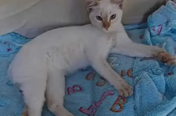 Gato perdido, Rua Ibiajara, 643 — fêmea branca com tons de laranja - photo