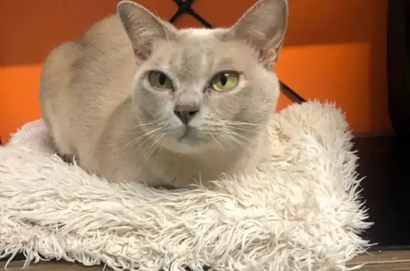 Lost cat, Mahalo Road, 16, Fraser Coast, Booral — female Burmese with a left-eye ulcer - photo