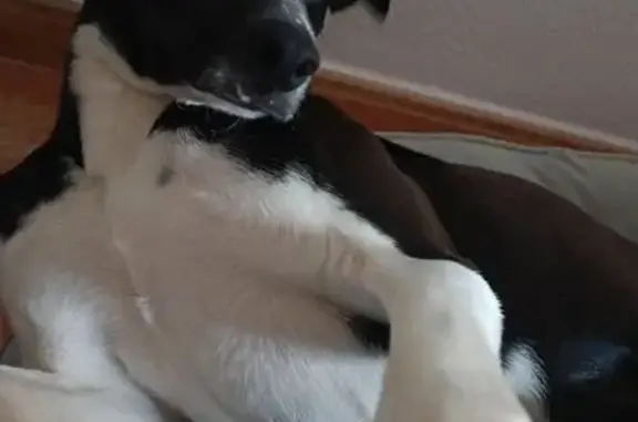 Perro perdido, Diseminado Llobregales, 9, Crevillente — negro con mancha blanca en la frente - photo