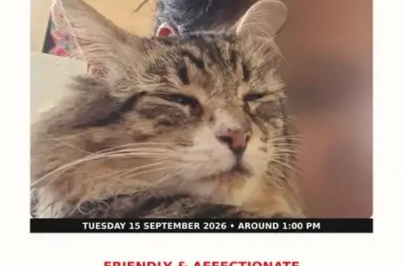 Lost cat (male), Rose Street, 222, Canterbury-Bankstown Council, Inner West — grey tabby Fluffy missing since Tuesday - photo