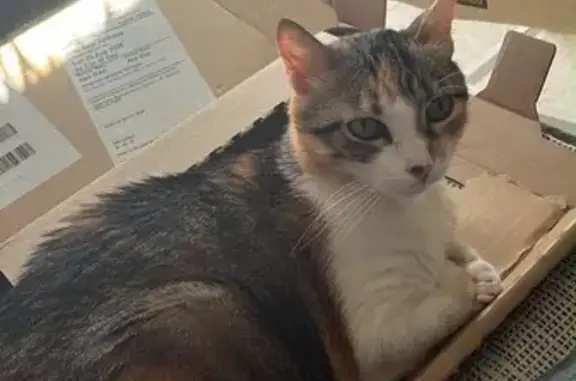 Gato perdido, Calle Santa María del Rocío, 8, Sevilla — hembra sociable - photo