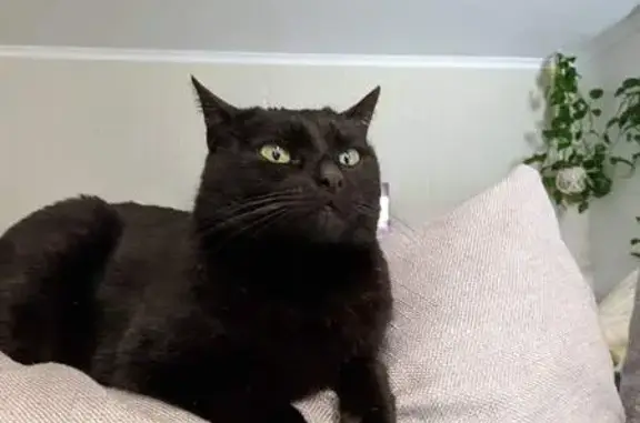 Lost cat, female, Thames Court, 6, Perth — black with yellow-green eyes - photo
