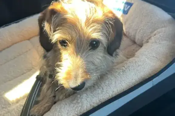 Missing dog Sydney, photo: Lost dog, Hume Highway, Goulburn Mulwaree, Sydney — female Silky Terrier cross with green harness