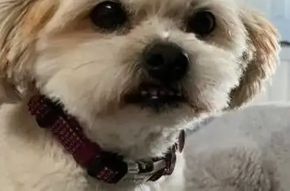 Lost pets Bakersfield, photo: Lost dog, Brundage Lane, 3040, Bakersfield — older female Shih Tzu named Ginger