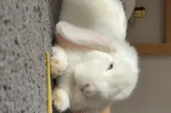 Lost pets Hobsons Bay, photo: Lost rabbit, Sparkle Way, 4, Wyndham City, Hobsons Bay — female, blue-eyed, pure white mini loop bunny