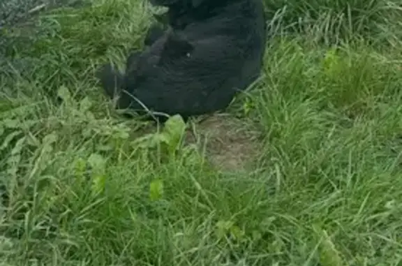Знайдено собаку Львів, фото: Знайдена собака, Щепова вулиця, 17, Львів — самець із коричневим ошийником