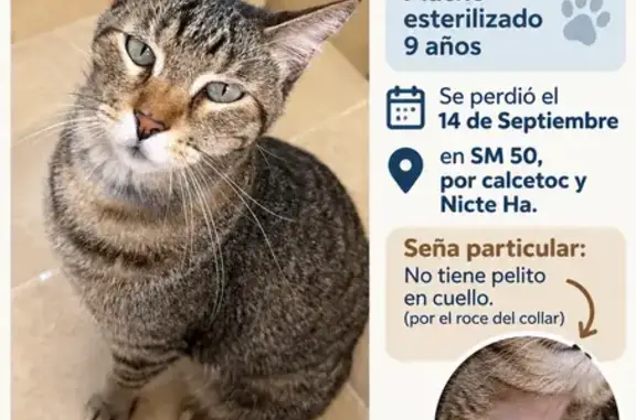Gato perdido, Retorno Calcetoc...