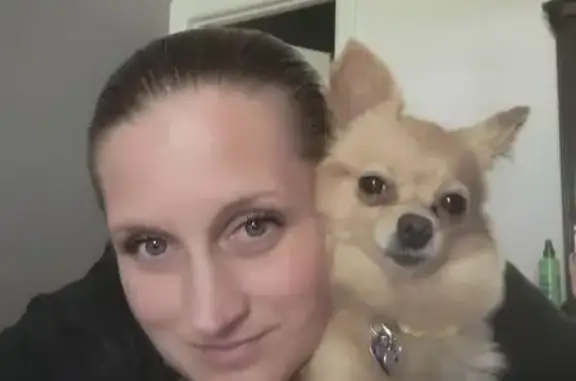 Lost dog, 72nd Avenue Court East, 16510, South Hill, Puyallup — tan and white female - photo