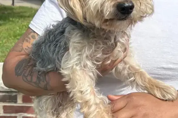 Found pets East Orange, photo: Found dog, North Oraton Parkway, 238, East Orange — small tan and gray Yorkie