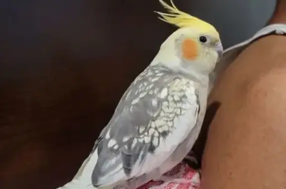Lost bird, Ashford Drive, Plainsboro Township, Princeton Junction — small cockatiel with red-orange cheeks - photo