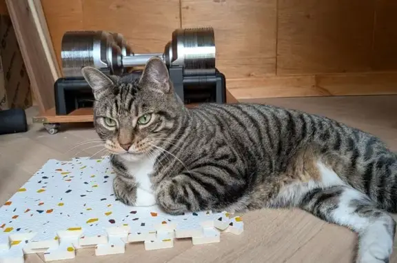 Missing cat Walthamstow, photo: Lost Cat, Palmerston Road, 95, Walthamstow — male with a black dot on one whisker