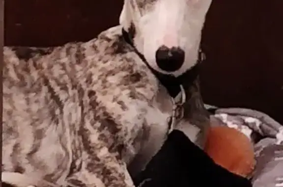 Lost dog, female, Rancocas Bou...