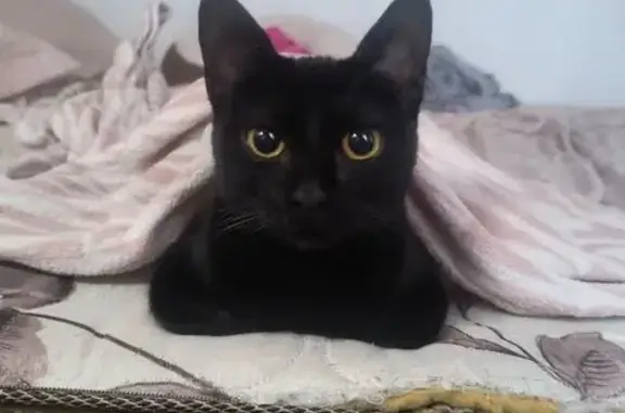 Gato encontrado, fêmea, Itaim...