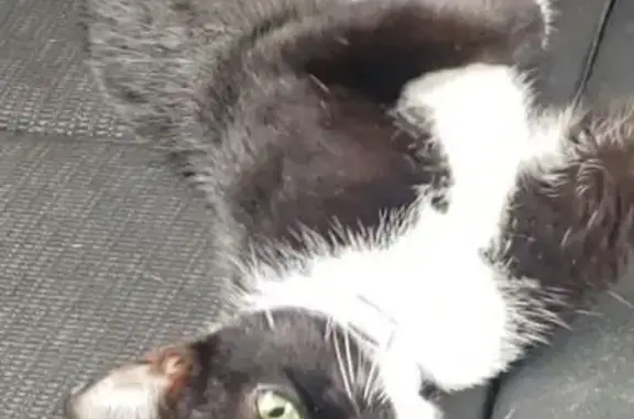 Found cat Lancaster, photo: Found cat, Manor Street, 926, Lancaster — tuxedo cat that dislikes dogs