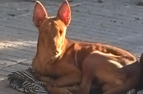 Perro perdido, Carrer Pobla del Duc Maquiva, 15, La Pobla de Vallbona, Paterna — capa marrón rojiza - photo