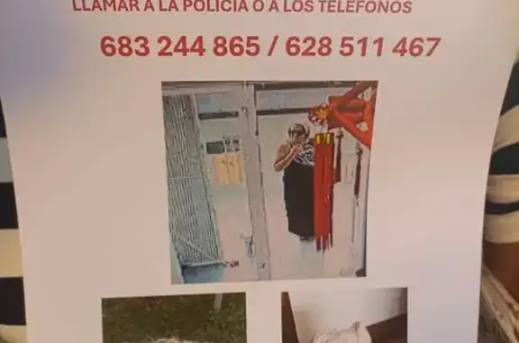 Perro perdido, Avenida de Galicia, 37, Gijón, Madrid — bichón maltés blanco de 12 años - photo
