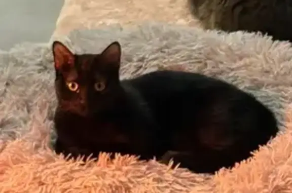 Gato perdido, hembra, Carrer Francisco Tomás y Valiente, Elx, Valencia — negro y muy miedoso - photo