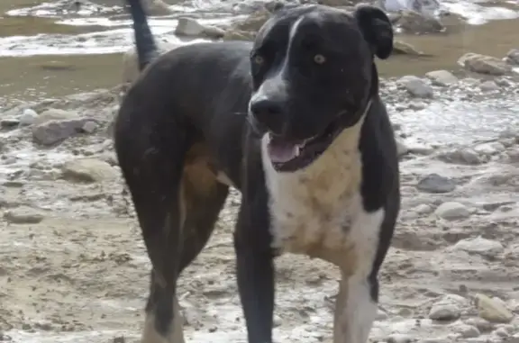 Perro perdido, Torrent, Comunidad Valenciana, Paiporta — robusto, negro pardo y de ojos claros - photo