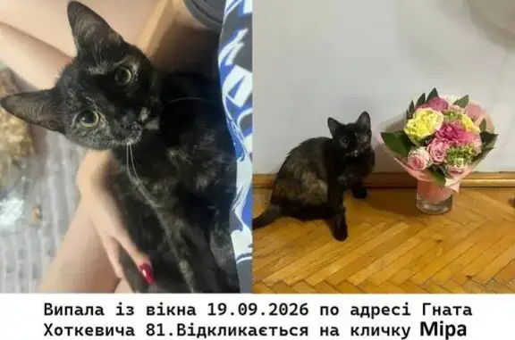 Зникла кішка, вулиця Гната Хоткевича, 81, Івано-Франківськ — чорно-рижа, з видовженою тілобудовою - photo