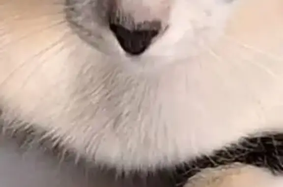 Gato perdido, Calle Era de Campo, 54, Candelaria — castrado y muy dócil - photo
