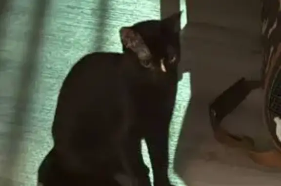 Gato perdido, Carrer Francisco Tomás y Valiente, 69, Elx, City Center — pelaje negro y ojos verdes - photo