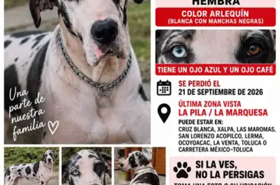 Animales perdidos Mexico City, foto: Perro perdido, hembra, Calle de la Palma, 32, Ciudad de México, Mexico City — tiene vendaje rosa