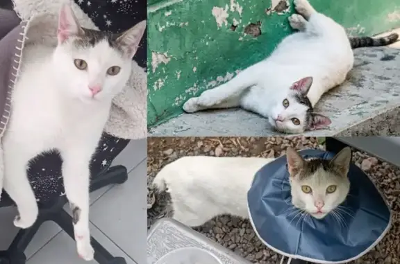 Gato perdido, Boulevard Luis D...