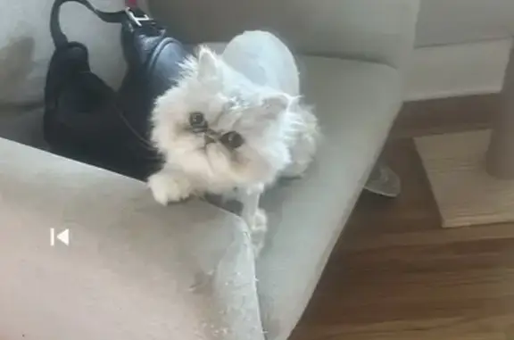 Lost male cat, Prosperity Road, 2111, Saint Paul, Springfield — silver Persian, 1½ years old - photo
