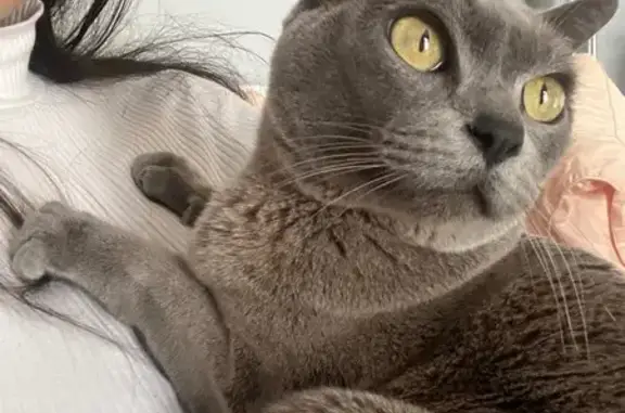 Lost pets Adelaide, photo: Lost cat, male, Lynton Avenue, Unley, Adelaide – bright yellow eyes