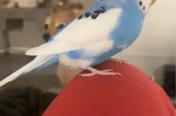 Lost pets Para Hills, photo: Lost male bird, Lyons Road, 289, Tea Tree Gully, Para Hills — blue and white with black wing spots