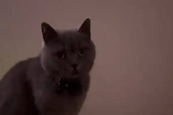 Lost cat, female, Haerse Avenue, Liverpool City Council, Melbourne — grey British Shorthair - photo