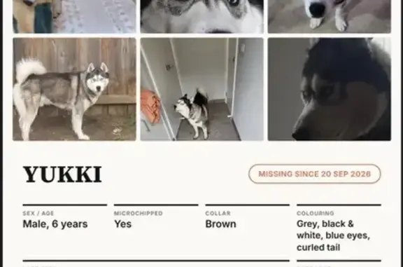 Lost pets Melbourne, photo: Lost dog, male, Halycon Street, 28, Melbourne, Hobsons Bay — black, grey and white coat